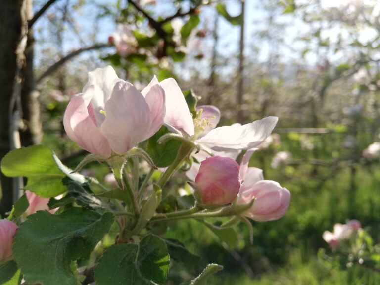 B fiori boccioli melo primavera