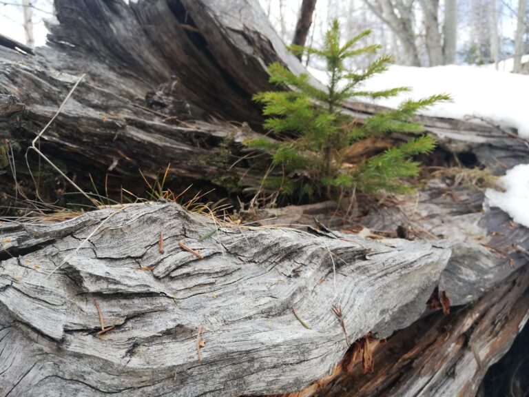 B montagna legno germogli