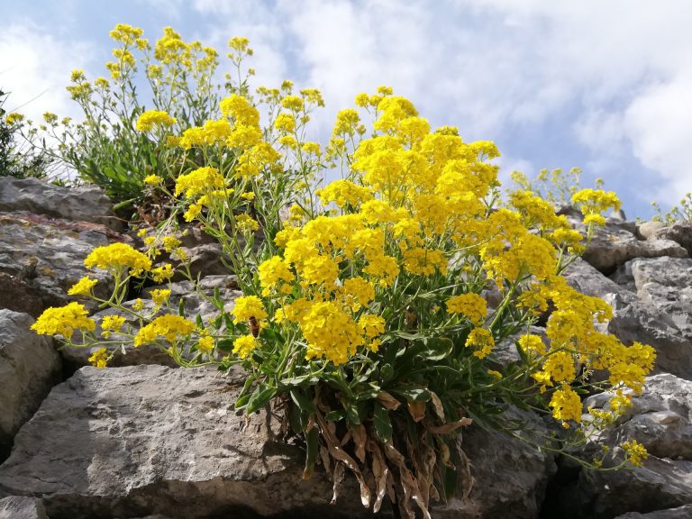 B alyssum montanum fiori gialli muretti a secco