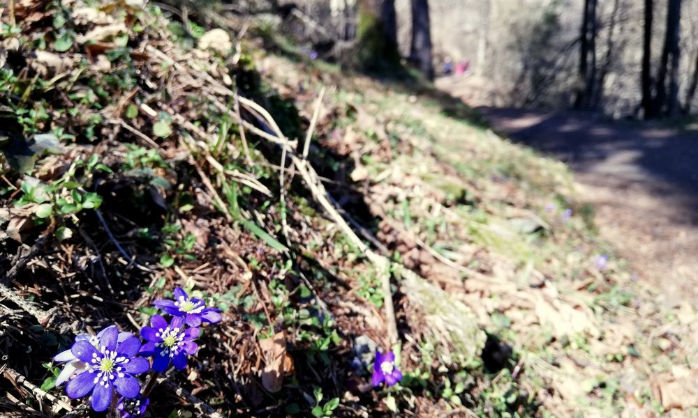 B fiore viola primavera hepatica fegatella