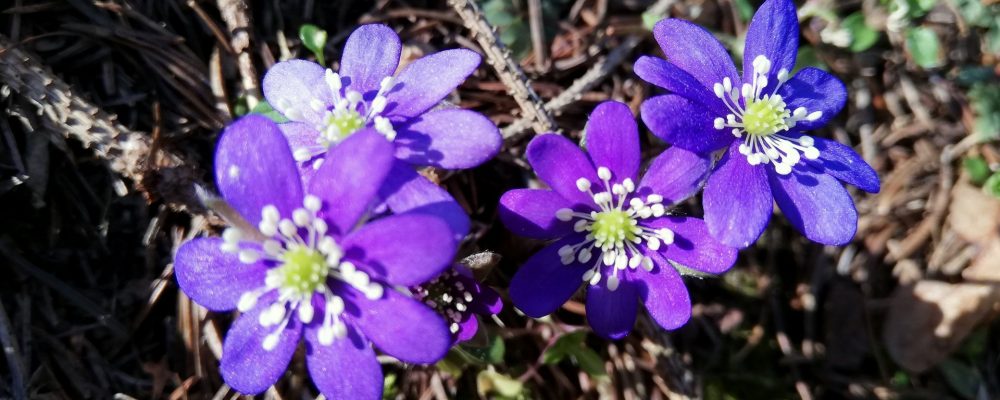 B fiore primavera hepatica fegatella