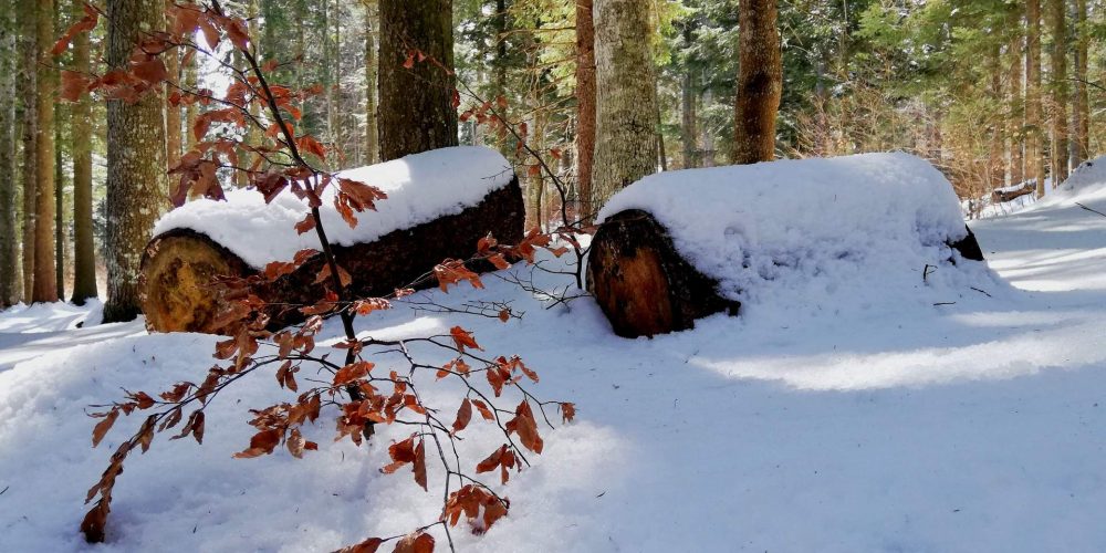 B tronchi neve bosco