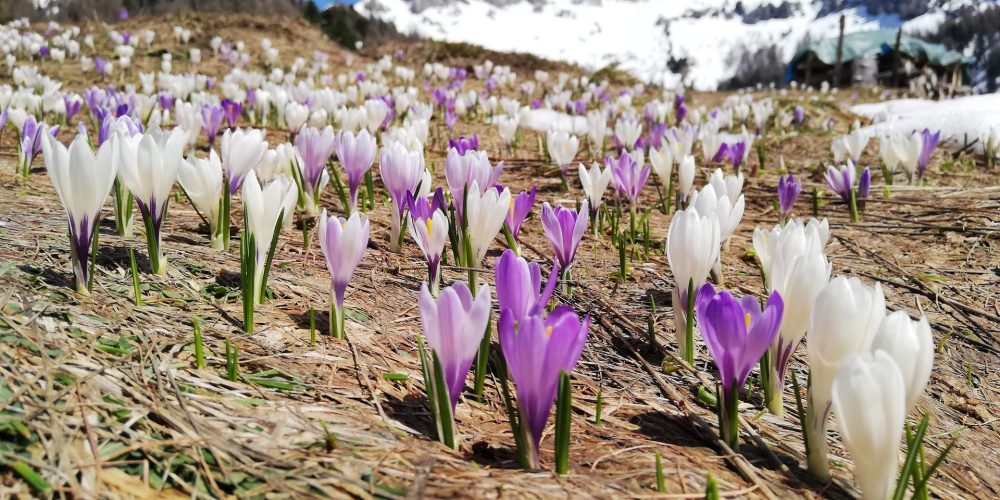 B neve crocus